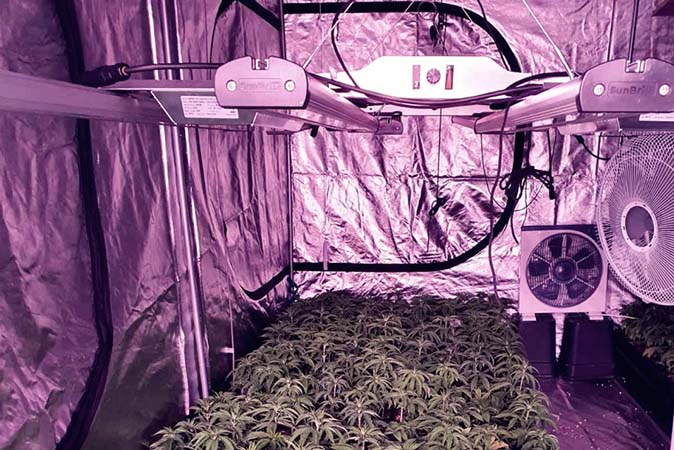 Professional LED lamp for small cannabis growing room