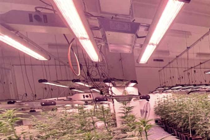 Professional Led lamp for medium size cannabis growing plant in Croatia